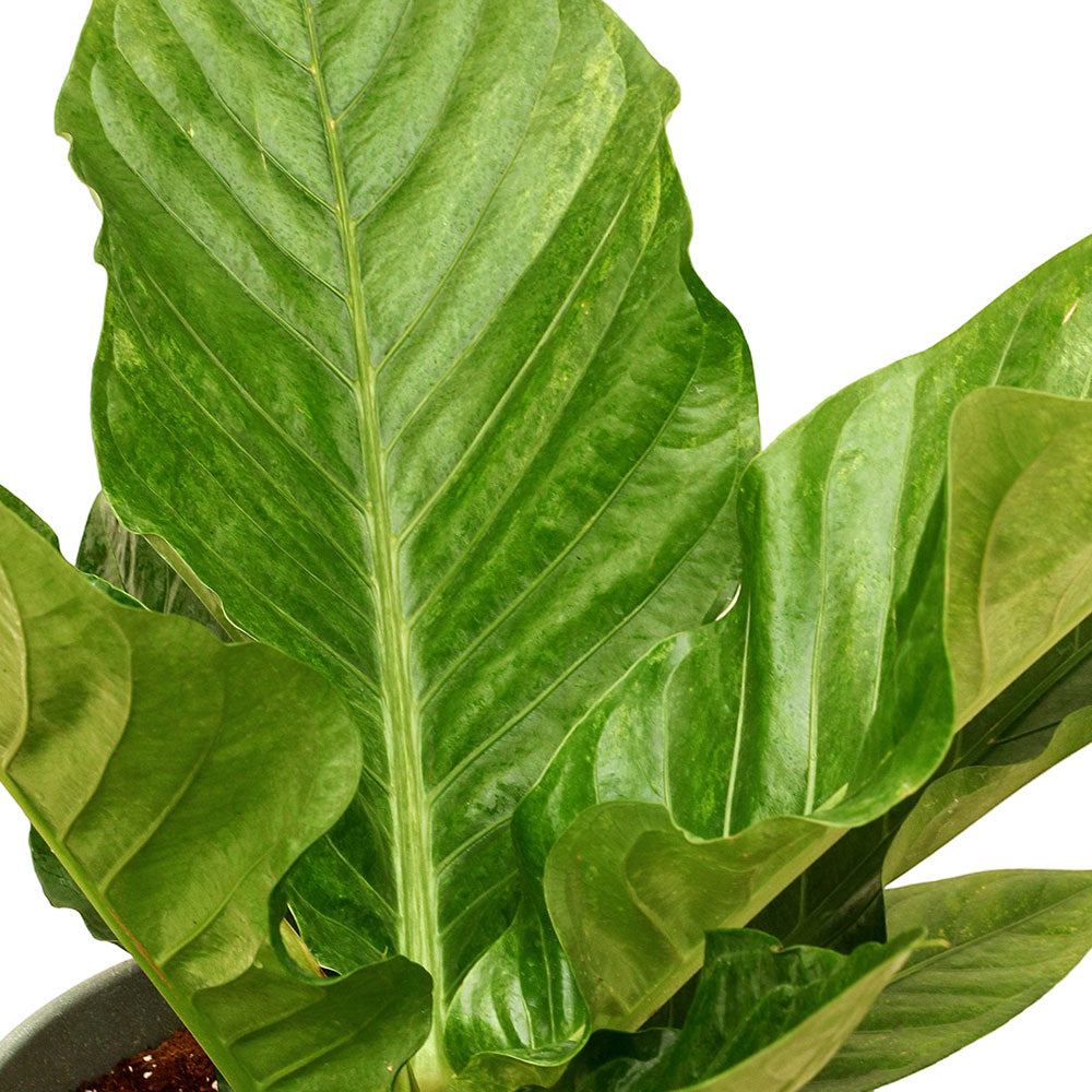 ANTHURIUM JENMANII VARIEGATA - أنثوريوم مبرقش