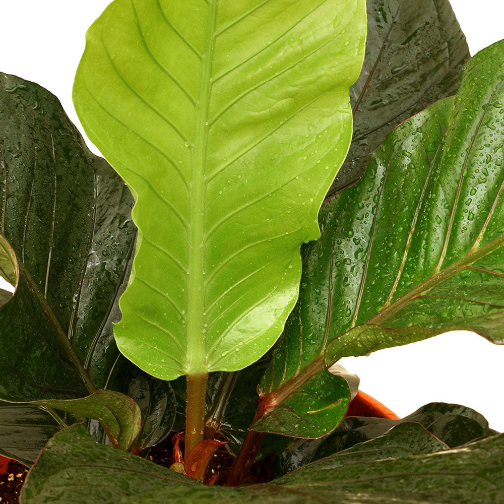 ANTHURIUM HOOKERI - أنثوريوم أسود