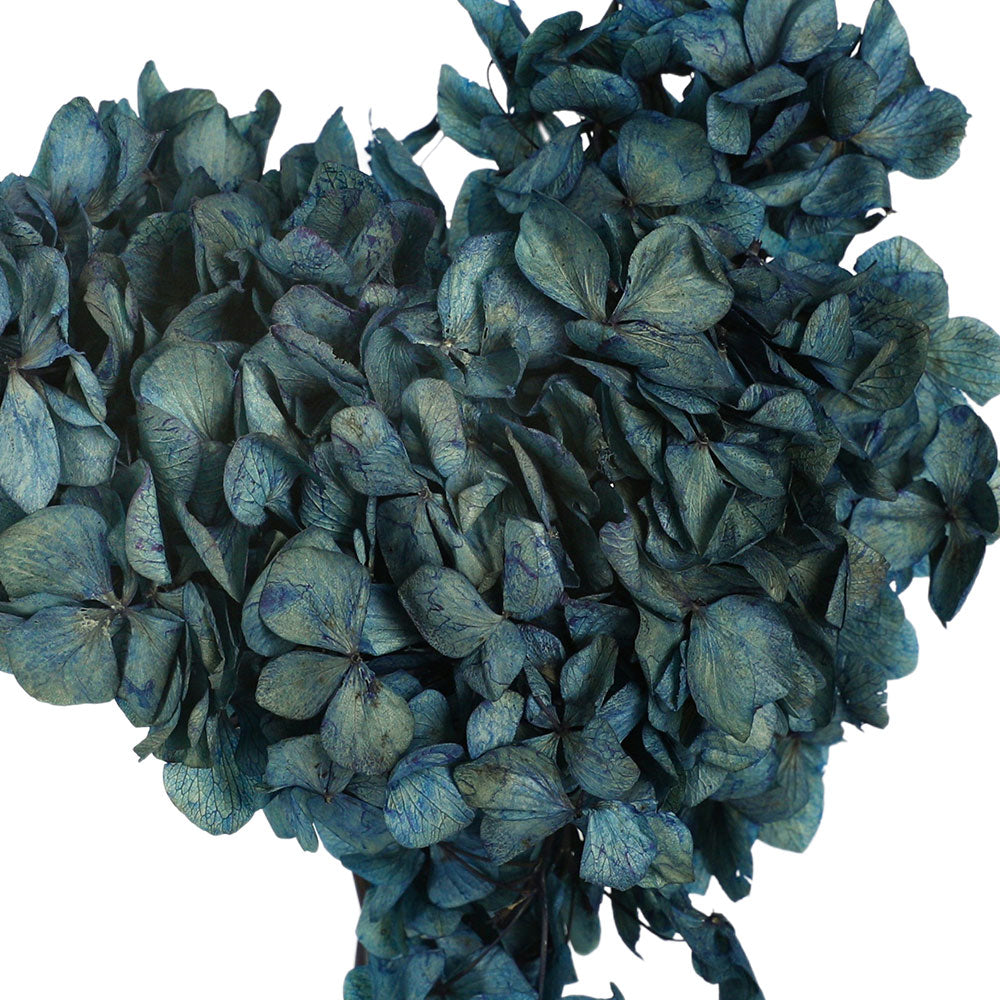 PRESERVED HORTENSIA BLEU - هورتنسيا بلو المحنطة