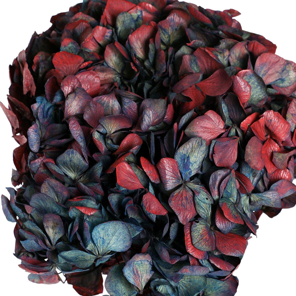 باقة HYDRANGEA المحفوظة NATURAL BLUE / BURGUNDY - باقة الكوبية الطبيعية المحفوظة الأزرق / بورجوندي