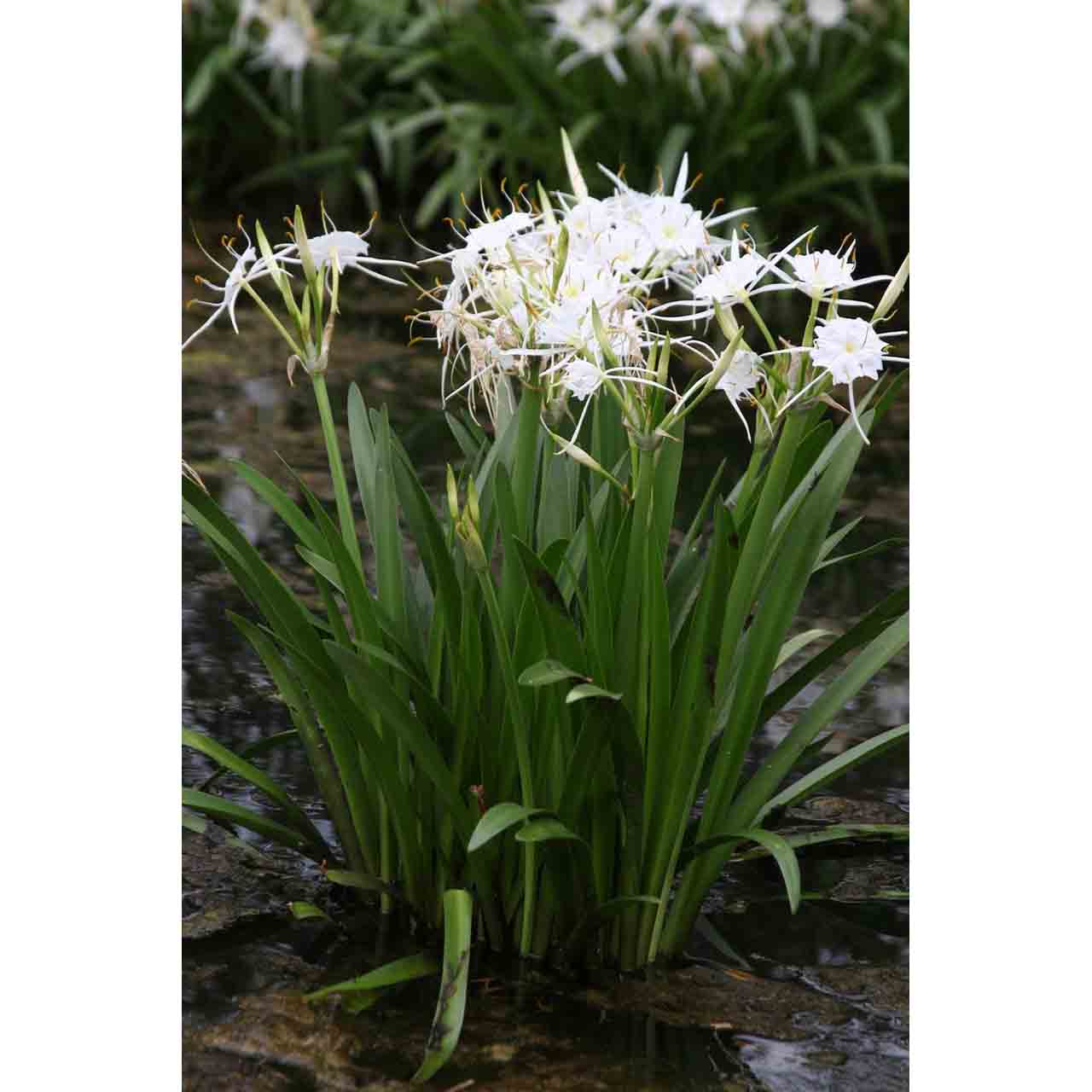 HYMENOCALLIS LITTORALIS (SPIDER LILY) - زنبق العنكبوت ( لي لي ) 