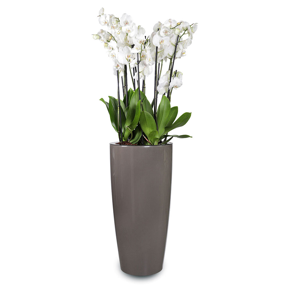 ORCHIDS IN TALL TAUPE POT-أوركيد في أحواض طويلة