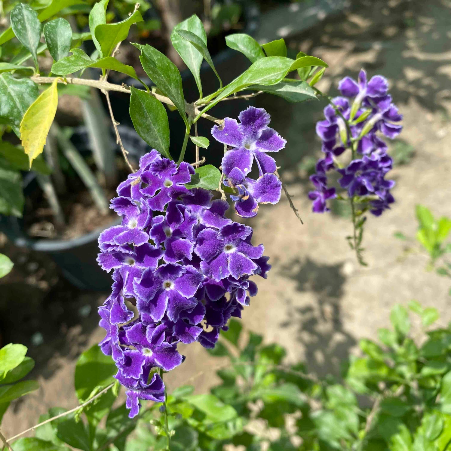 DURANTA 20CM