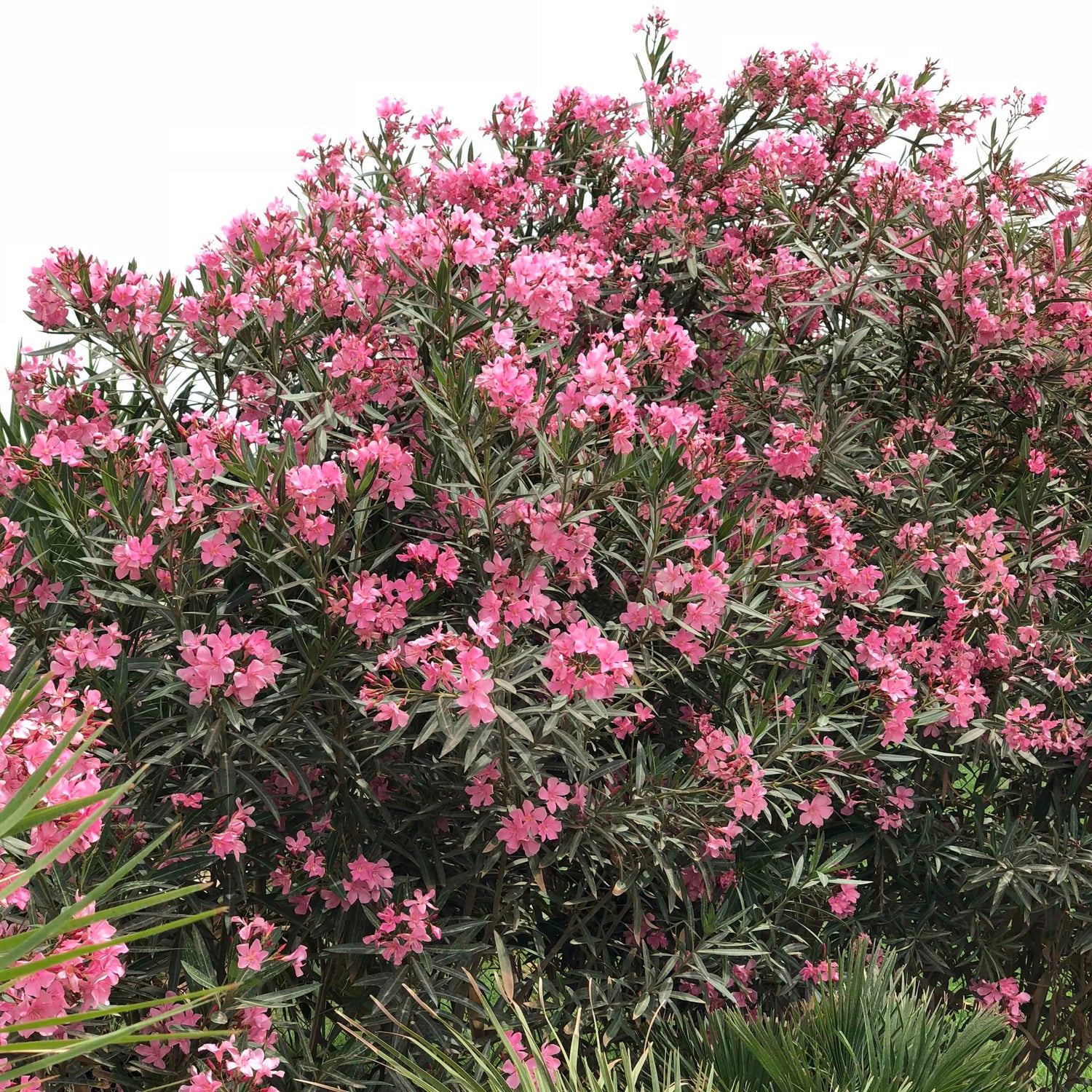 NERIUM OLEANDER 1-1.2 M   دفلة