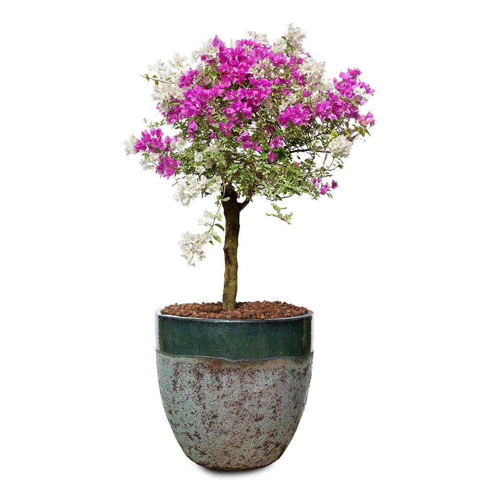 BOUGAINVILLEA RIMINI IN ALTEROSA MIST-GREEN CERAMIC POT - جهنمية ريميني في حوض ألتيروسا الضبابي الأخضر