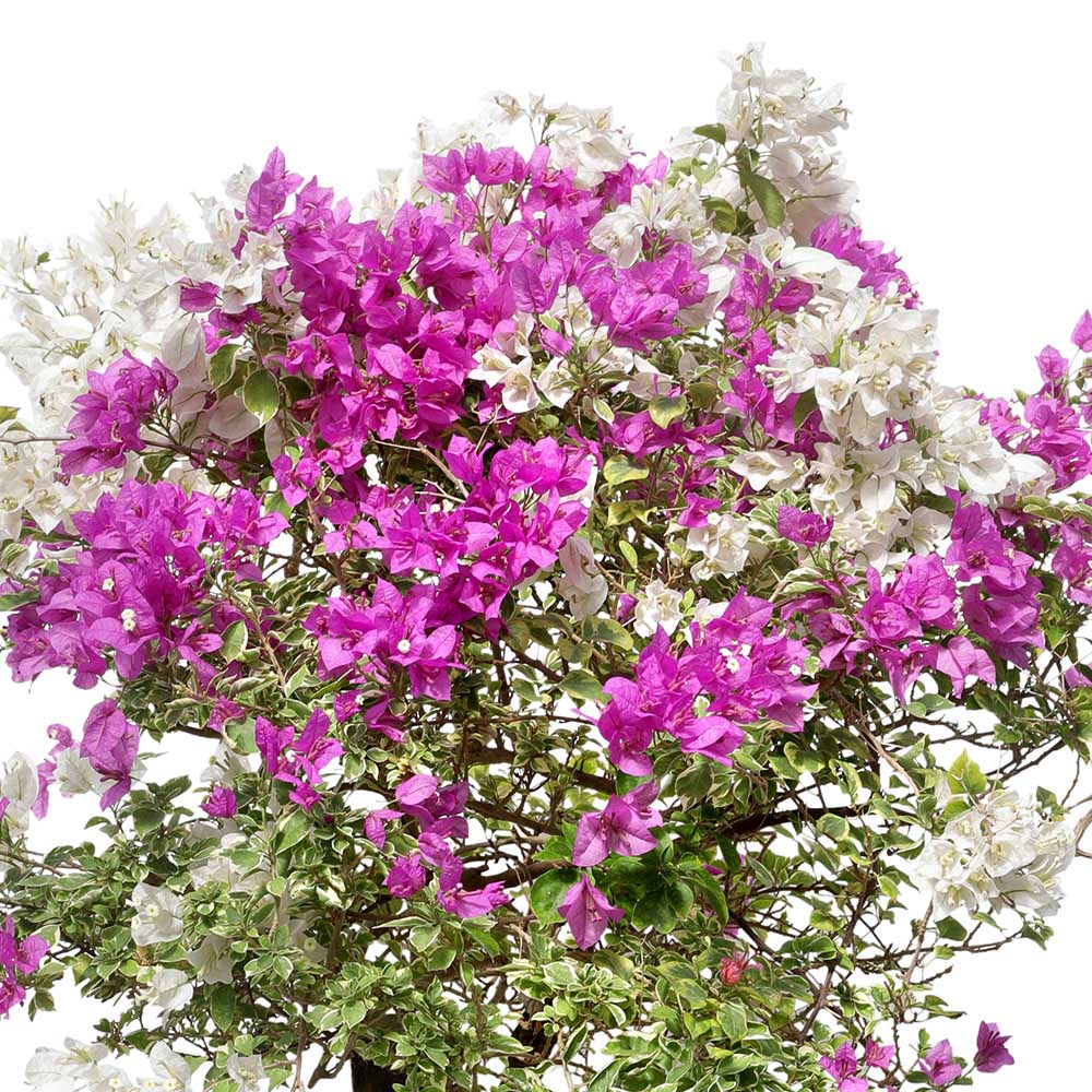 BOUGAINVILLEA RIMINI IN ALTEROSA MIST-GREEN PLANTER - جهنمية ريميني في حوض ألتيروسا ديدي أخضر