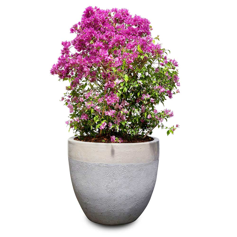 BOUGAINVILLEA COMO IN ALTEROSA CHALKY-WHITE CERAMIC POT - جهنمية كومو في حوض ألتيروسا باللون الأبيض الطباشيري