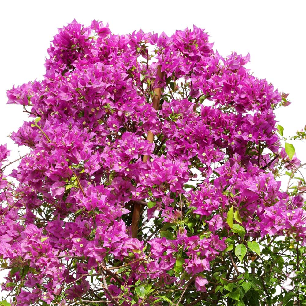 BOUGAINVILLEA COMO IN ALTEROSA CHALKY-WHITE CERAMIC POT - جهنمية كومو في حوض ألتيروسا باللون الأبيض الطباشيري