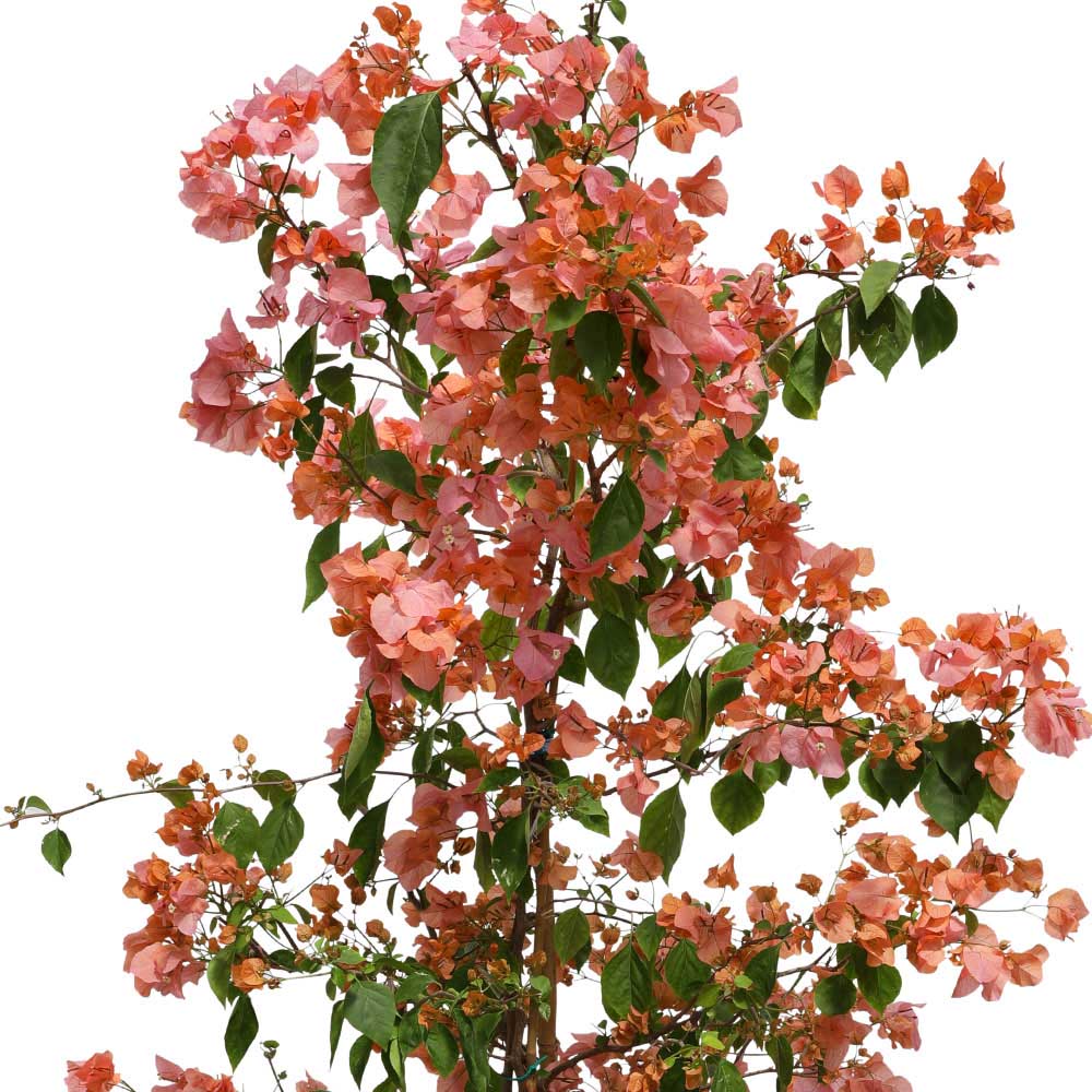 BOUGAINVILLEA MESSINA IN PETROLINA FALLING MIST GREEN CERAMIC POT -  جهنمية ميسينا في حوض بترولينا الأخضر المميز