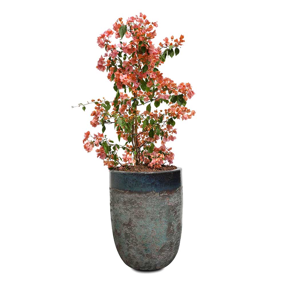 BOUGAINVILLEA MESSINA IN PETROLINA FALLING MIST GREEN CERAMIC POT -  جهنمية ميسينا في حوض بترولينا الأخضر المميز