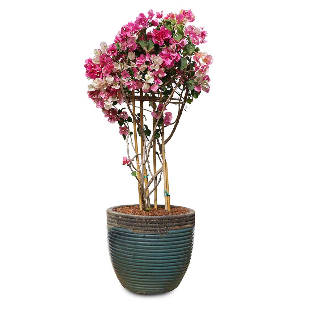 BOUGAINVILLEA TUSCANY IN FRANCA BROWN-GREEN CERAMIC POT - جهنمية توسكانا في حوض فرانكا البني والأخضر