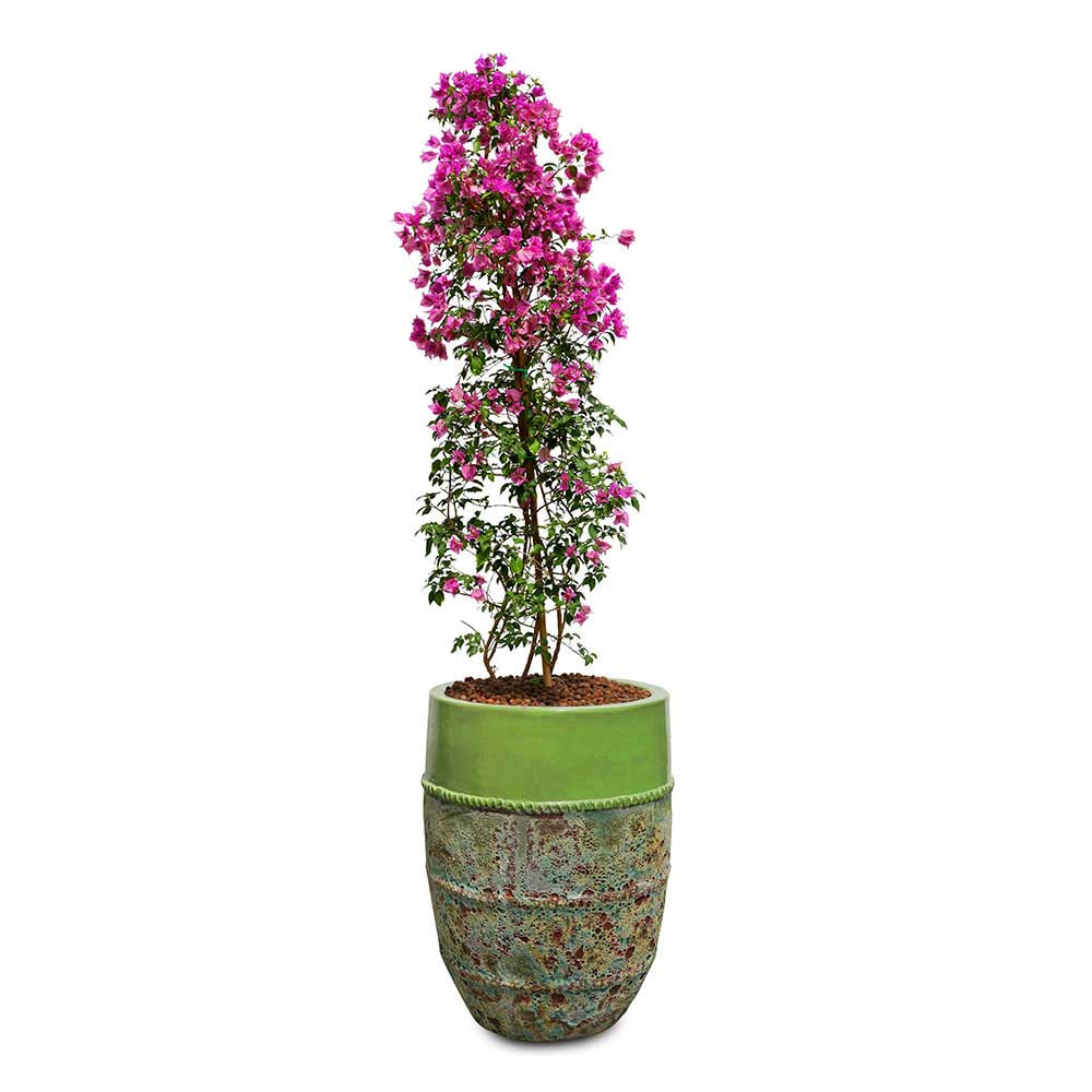 BOUGAINVILLEA COMO IN PETROLINA MINT-MIST GREEN CERAMIC POT - جهنمية في حوض بترولينا الأخضر