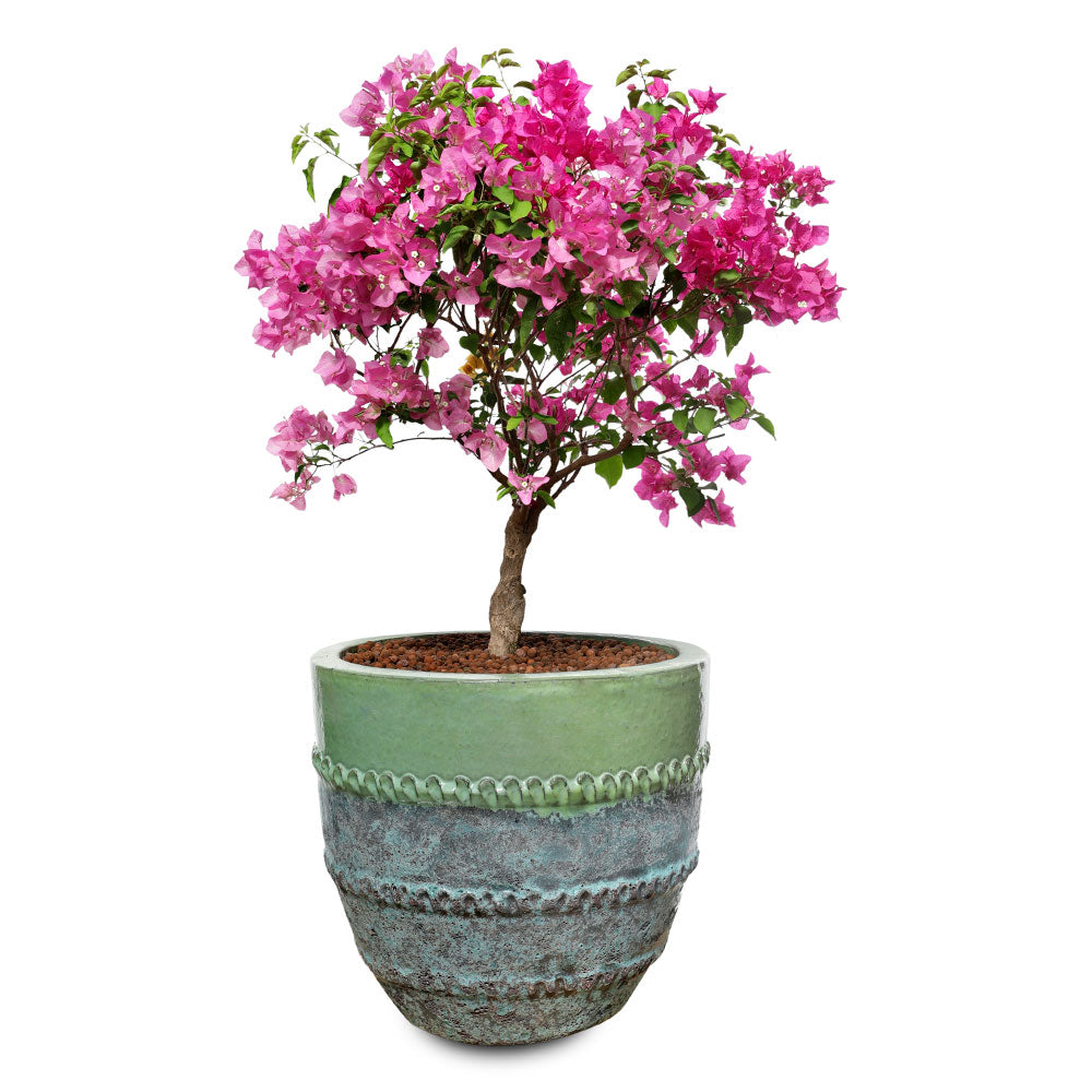 BOUGAINVILLEA MESCOLARE IN BRINCO MINT-MIST GREEN - جهنمية ميسكولر في بنك برينكو مينت الاخضر