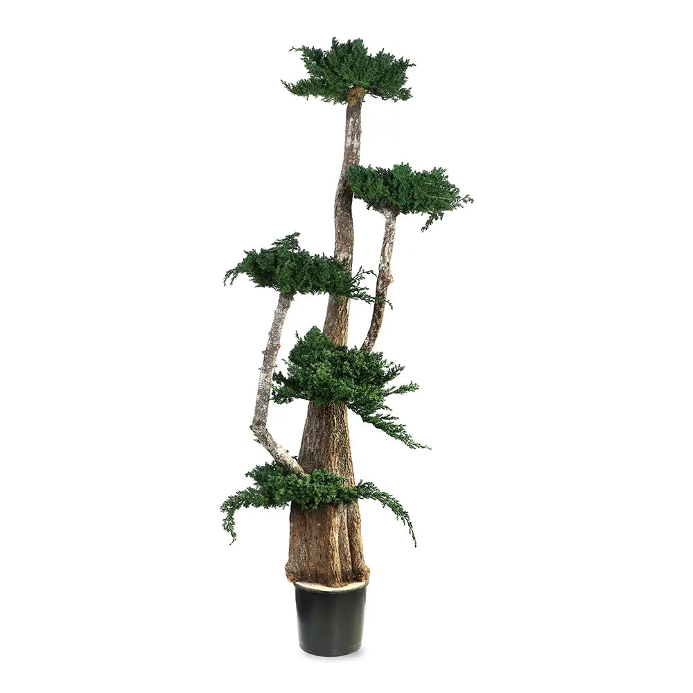 PRESERVED BONSAI TREE 1.6 MTR