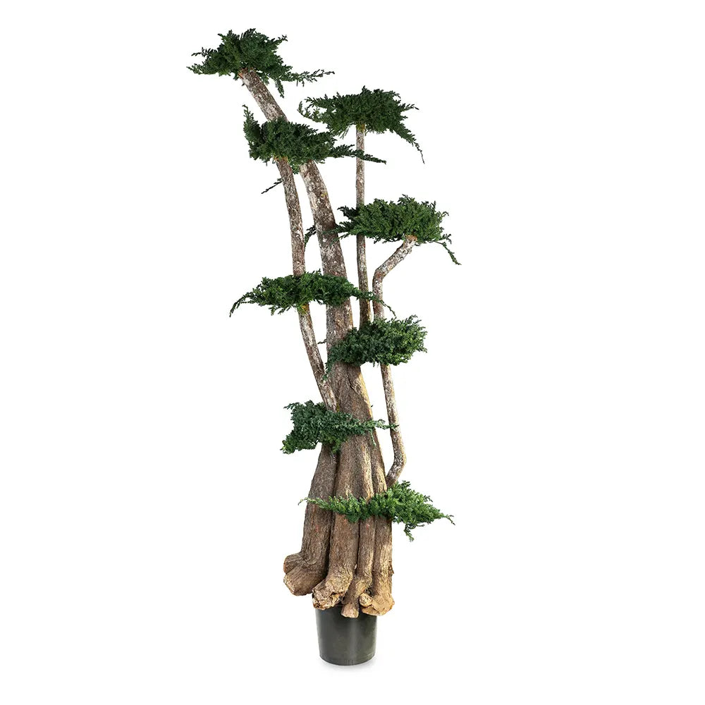 PRESERVED BONSAI TREE 1.9 MTR