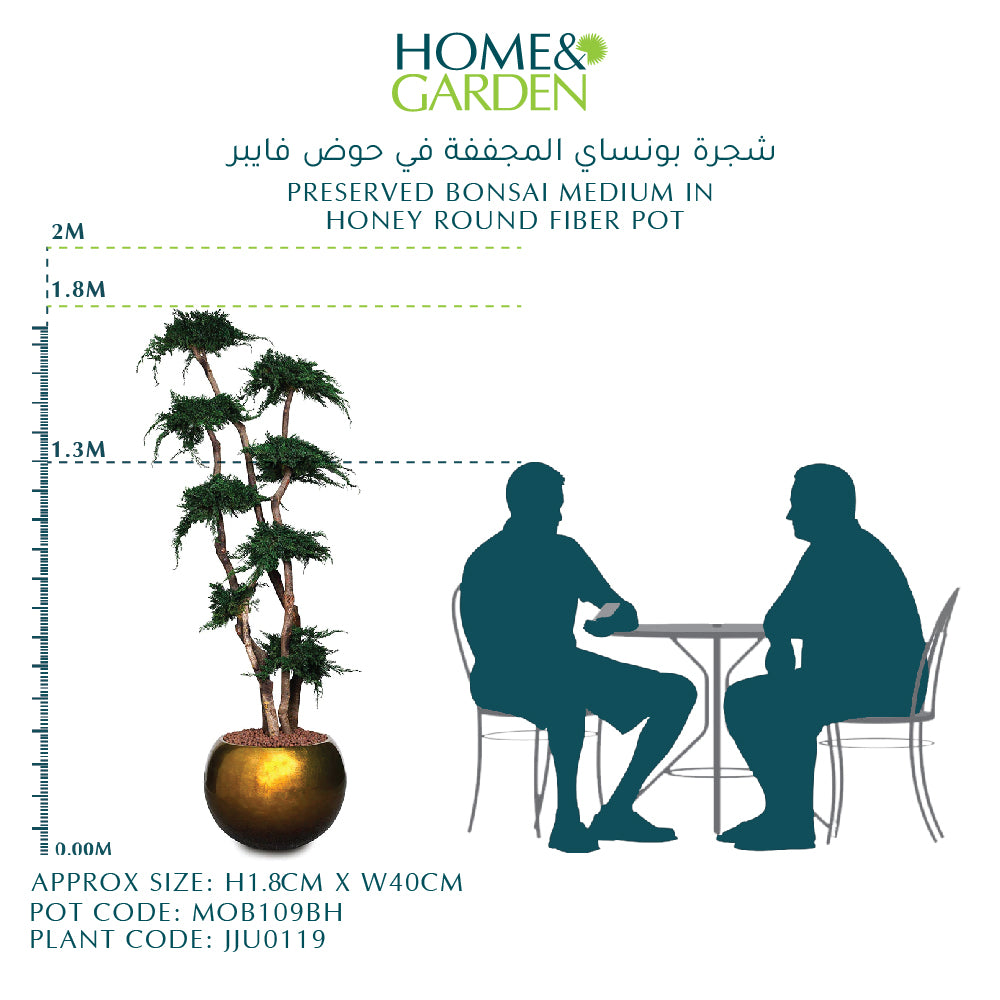 حوض بونساي محفوظ متوسط ​​في وعاء ألياف دائري بالعسل-شجرة بونساي المجففة في فايبر