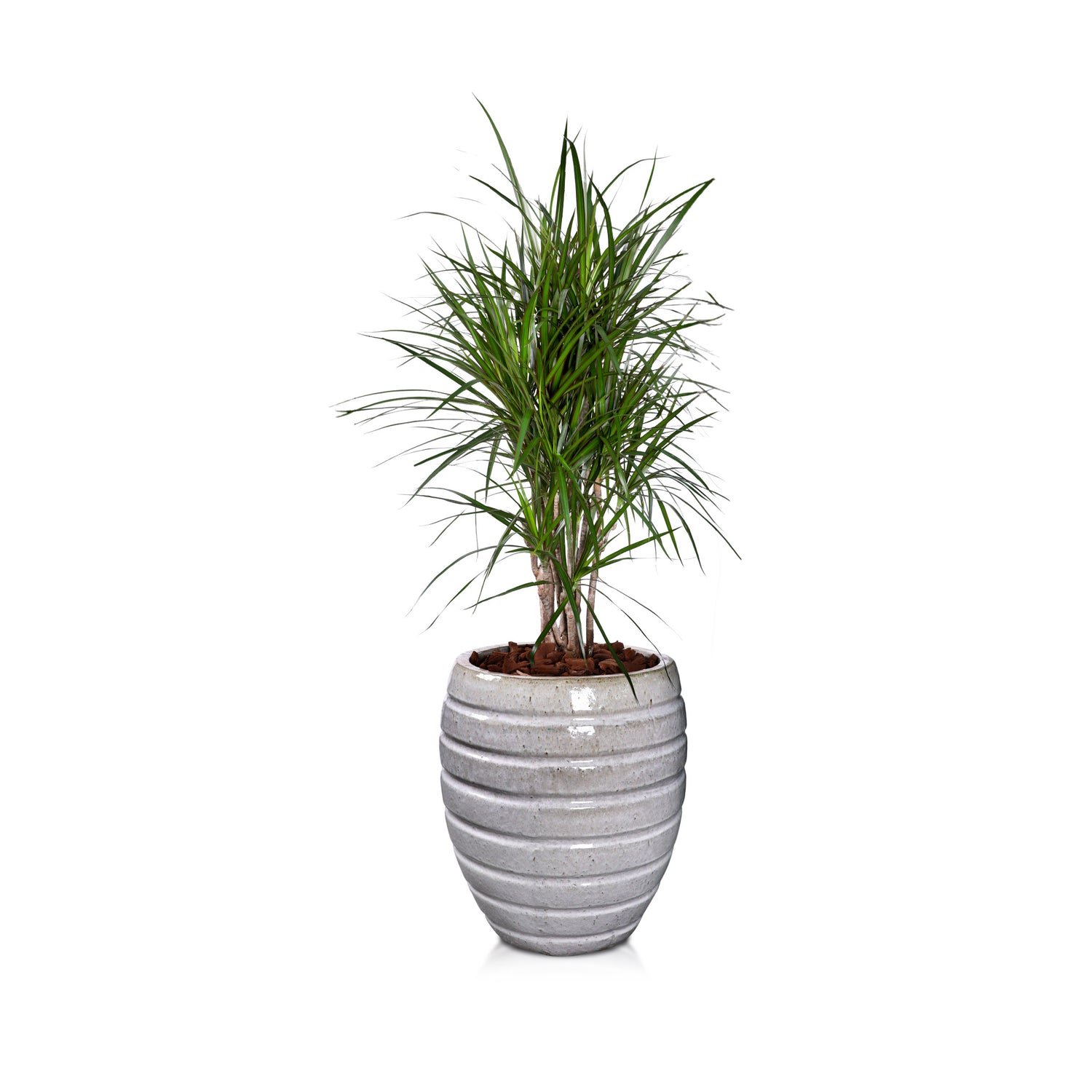 DRACAENA MARGINATA IN VOTORANTIM WHITE CERAMIC  POT