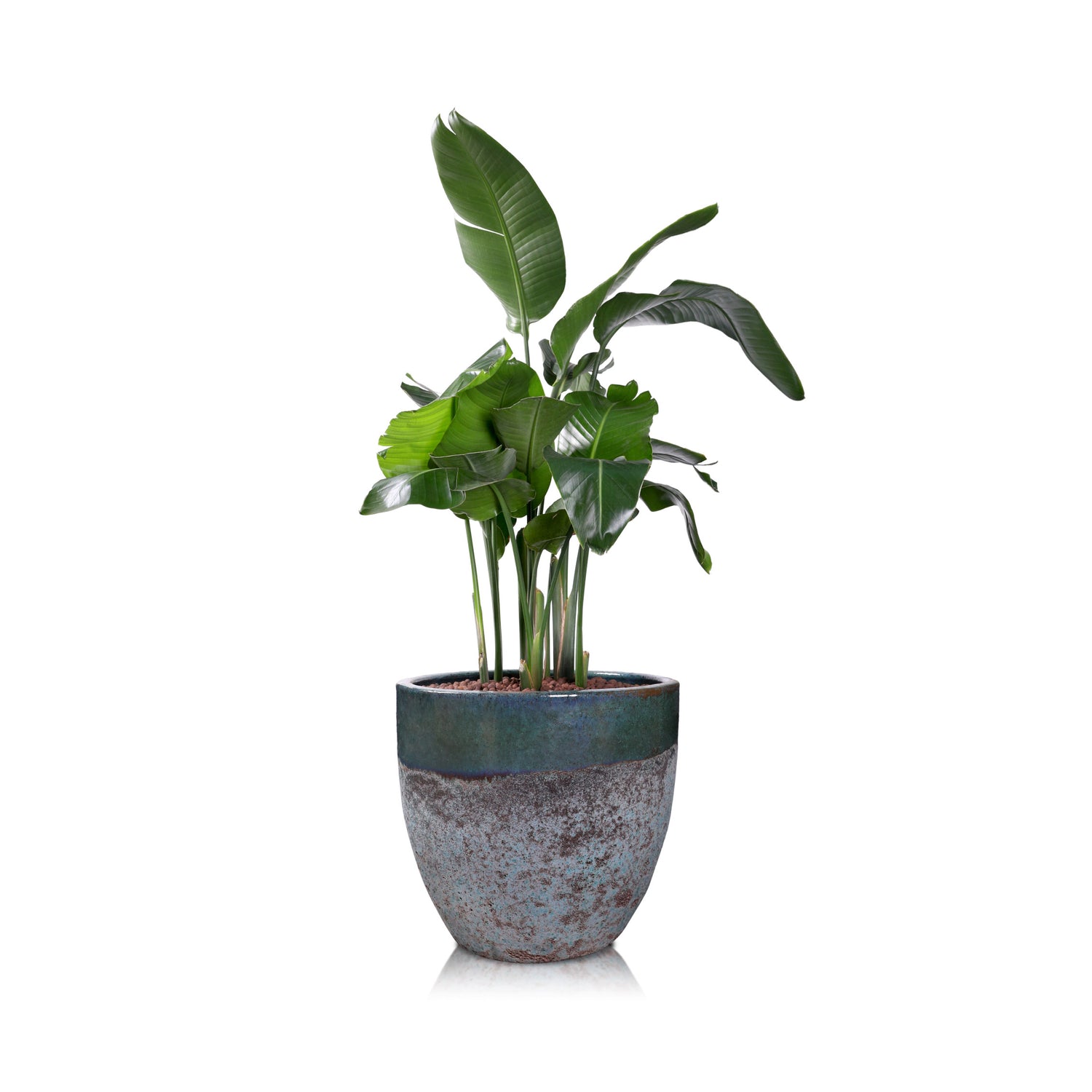 STRELITZIA NICOLAI IN ALTEROSA TEAL CERAMIC POT