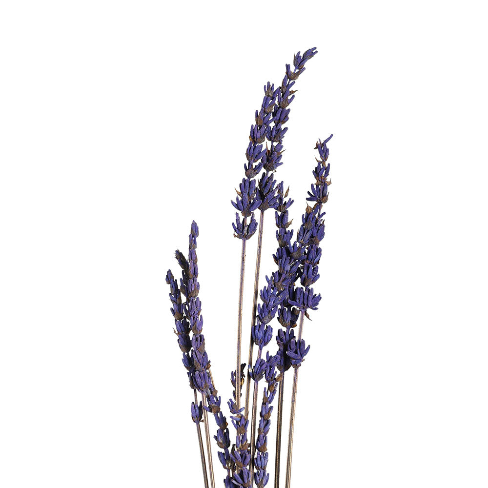 PRESERVED LAVANDER BRANCH - فرع لافندر محنط