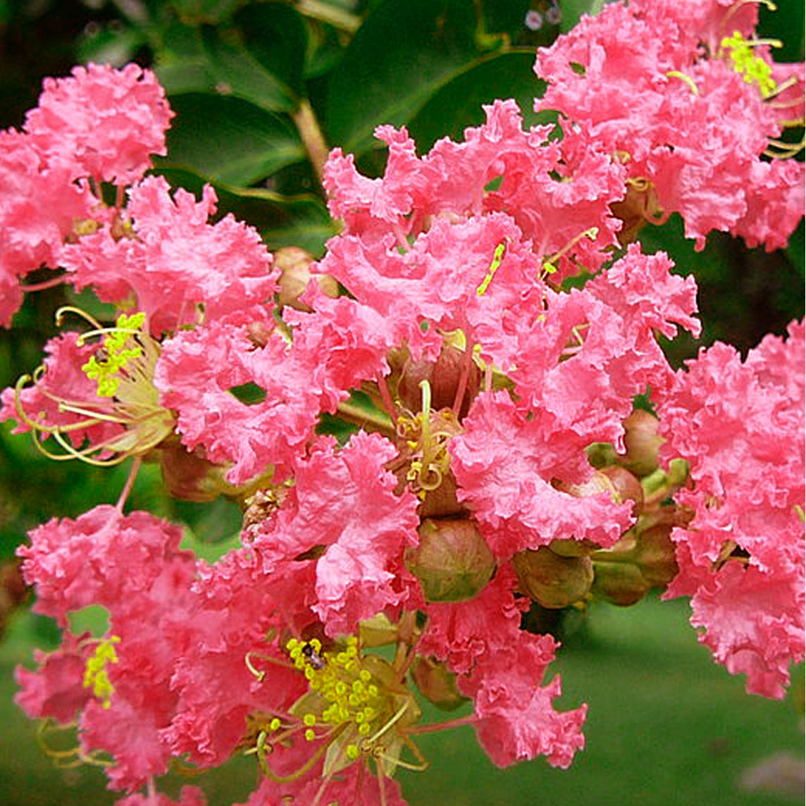 LAGERSTROEMIA INDICA RUBRA MAGNIFICA - PINK اجستروميا (تمر حنا) 