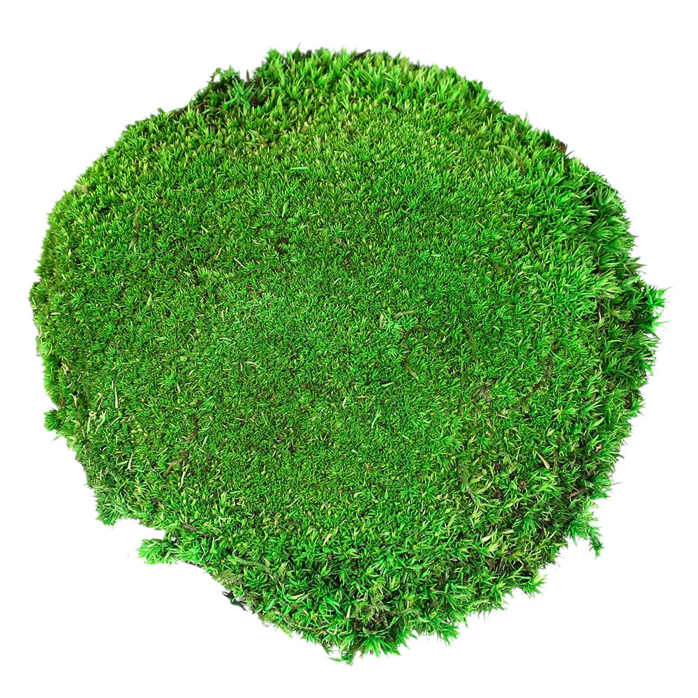 PRESERVE POLEMOSS نباتات محفوظه