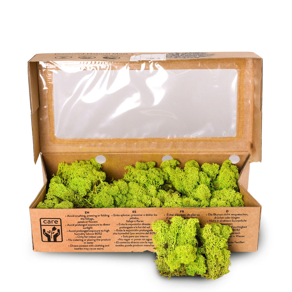 PRESERVE LIGHT GREEN MOSS BOX (0.5 KG) - نباتات مجففة في علبة (اللون الفاتح)