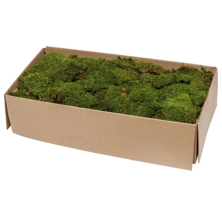 PRESERVE FLAT MOSS BOX (2.5 KG)-نباتات مجففة في علبة (ارضية) (2.5 كجم)