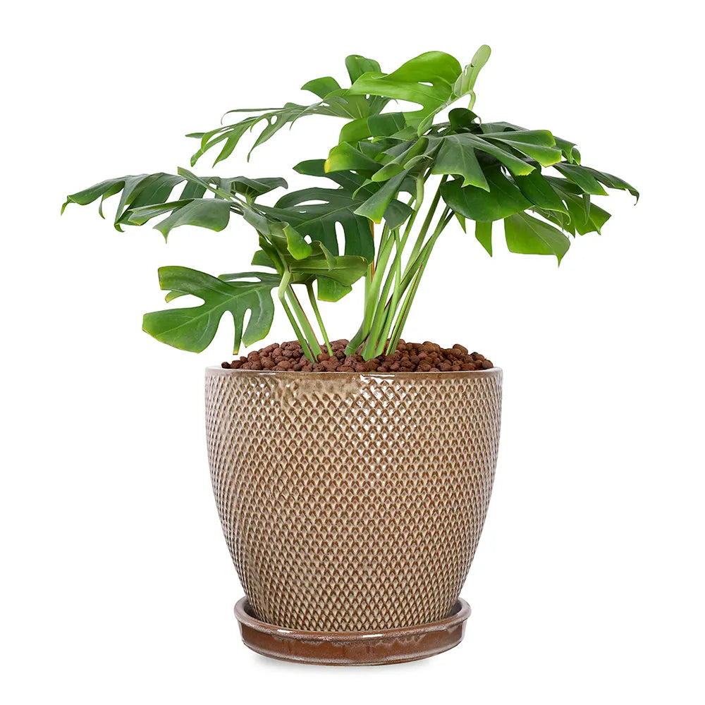 MONSTERA IN SNOPA BROWN CERAMIC PLANTER
