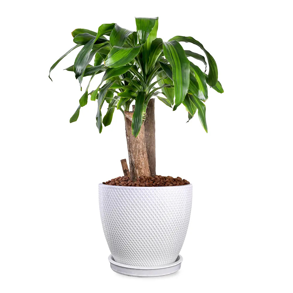 DRACAENA MASSANGEANA IN SNOPA WHITE CERAMIC PLANTER