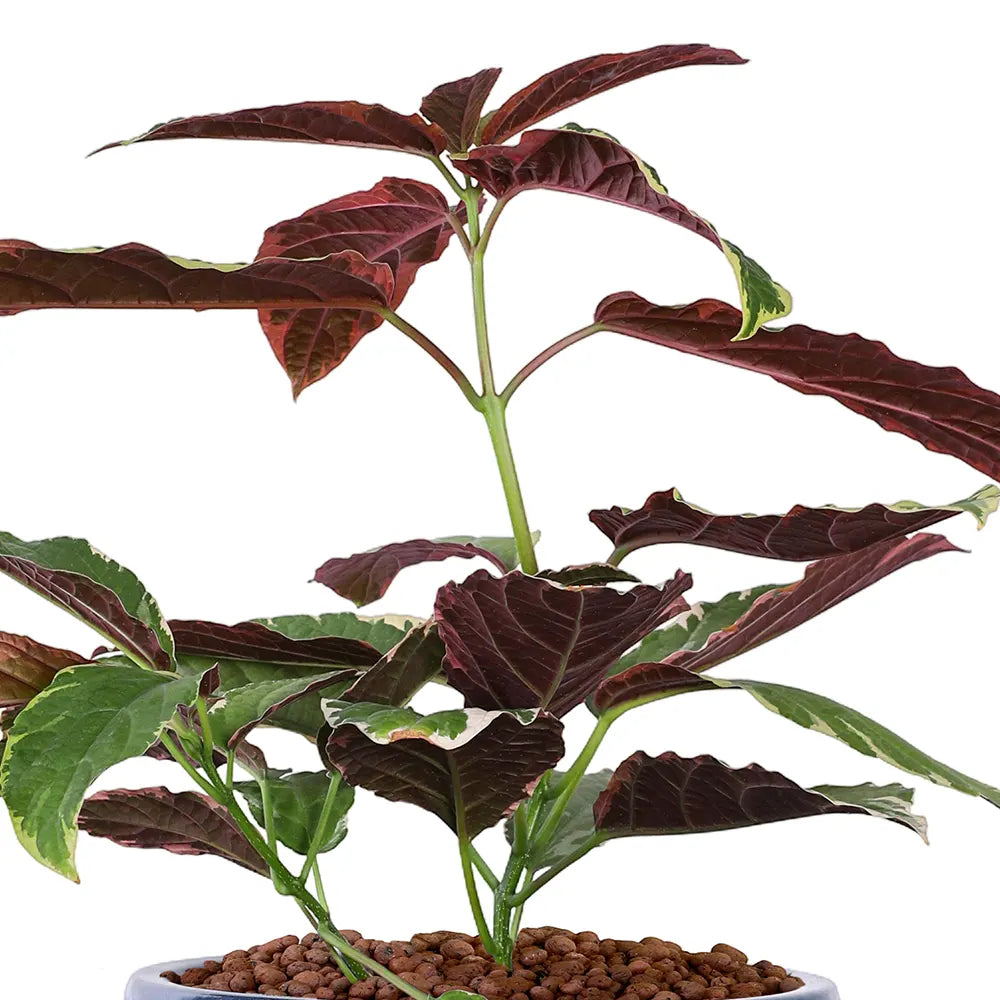 كوديوم في حوض سيراميك أزرق - ارتفاع 80 سم