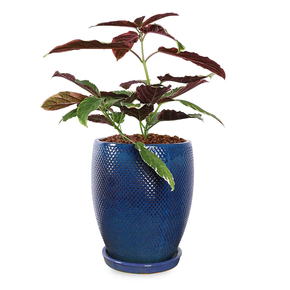 كوديوم في حوض سيراميك أزرق - ارتفاع 80 سم