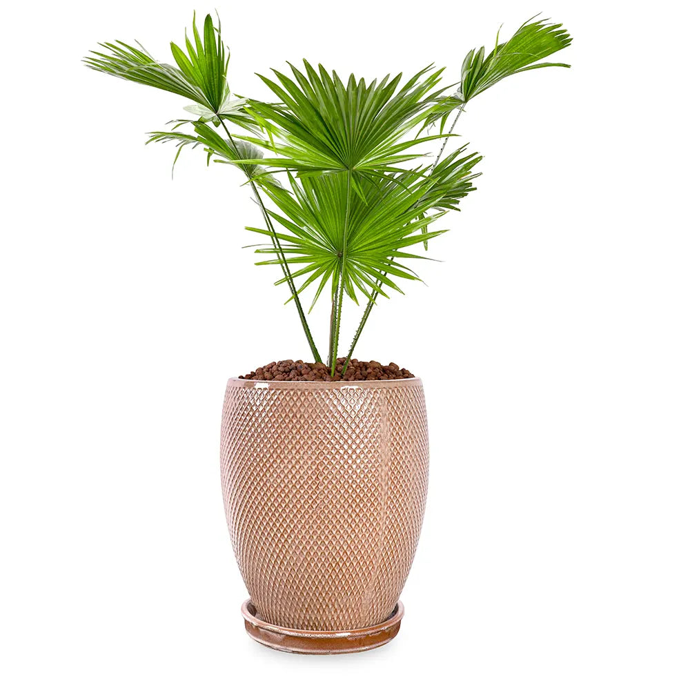 ليفستونيا في حوض سيراميك بني - ارتفاع 80 سم