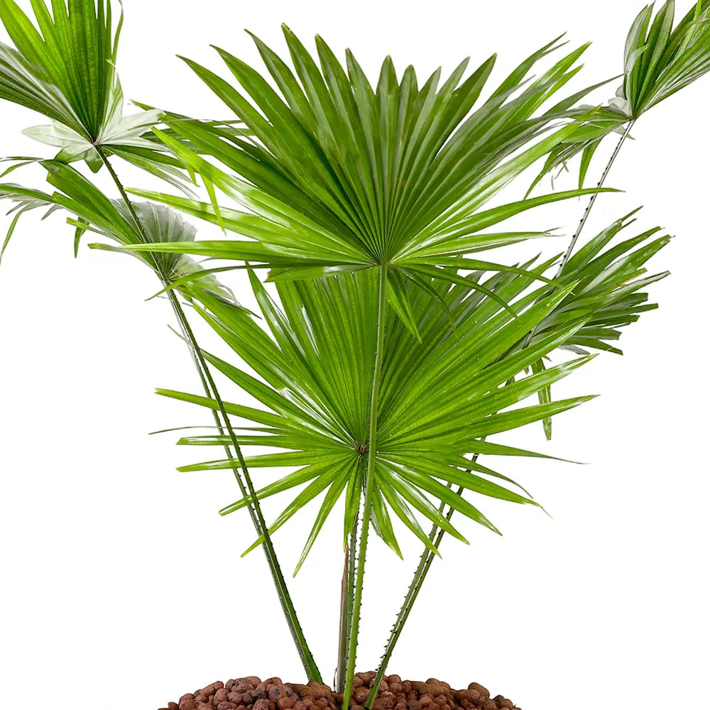 ليفستونيا في حوض سيراميك بني - ارتفاع 80 سم