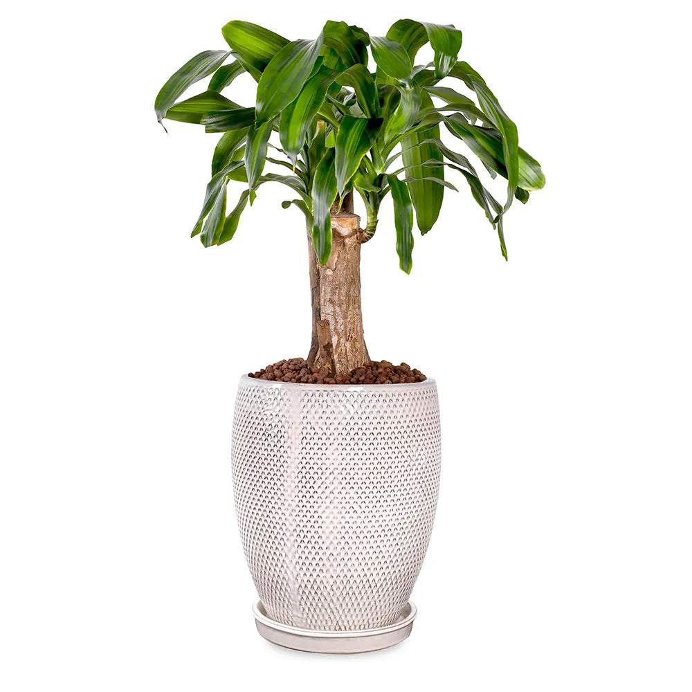 DRACAENA MASSANGEANA IN BAHIA CREAM CERAMIC PLANTER