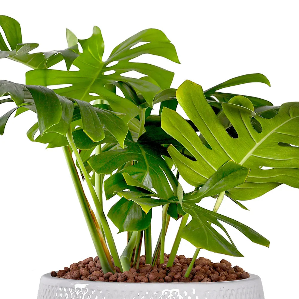  مونستيرا في حوض سيراميك أبيض - ارتفاع 110 سم