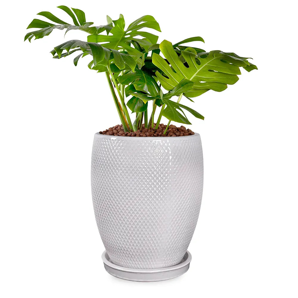 مونستيرا في حوض سيراميك أبيض - ارتفاع 110 سم