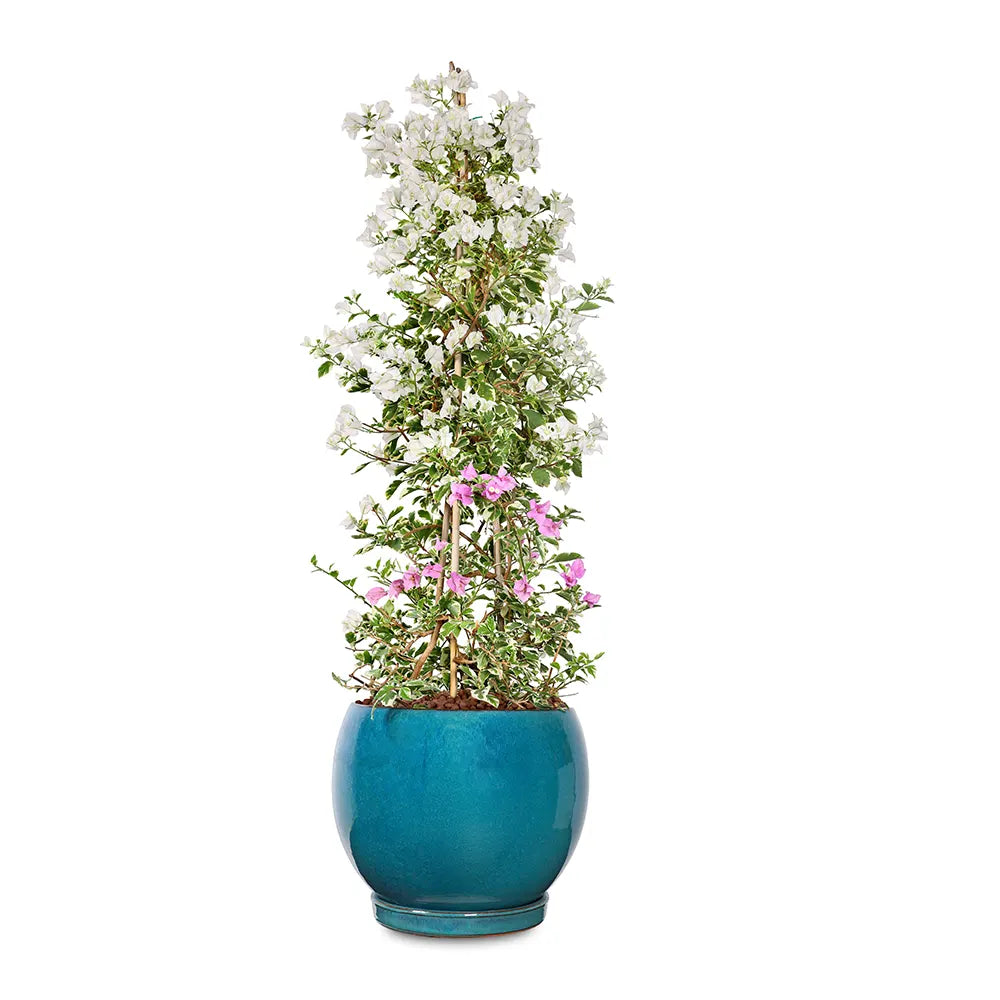 BOUGAINVILLE MANAROLA IN GRANDBERG TURQUOISE CERAMIC PLANTER