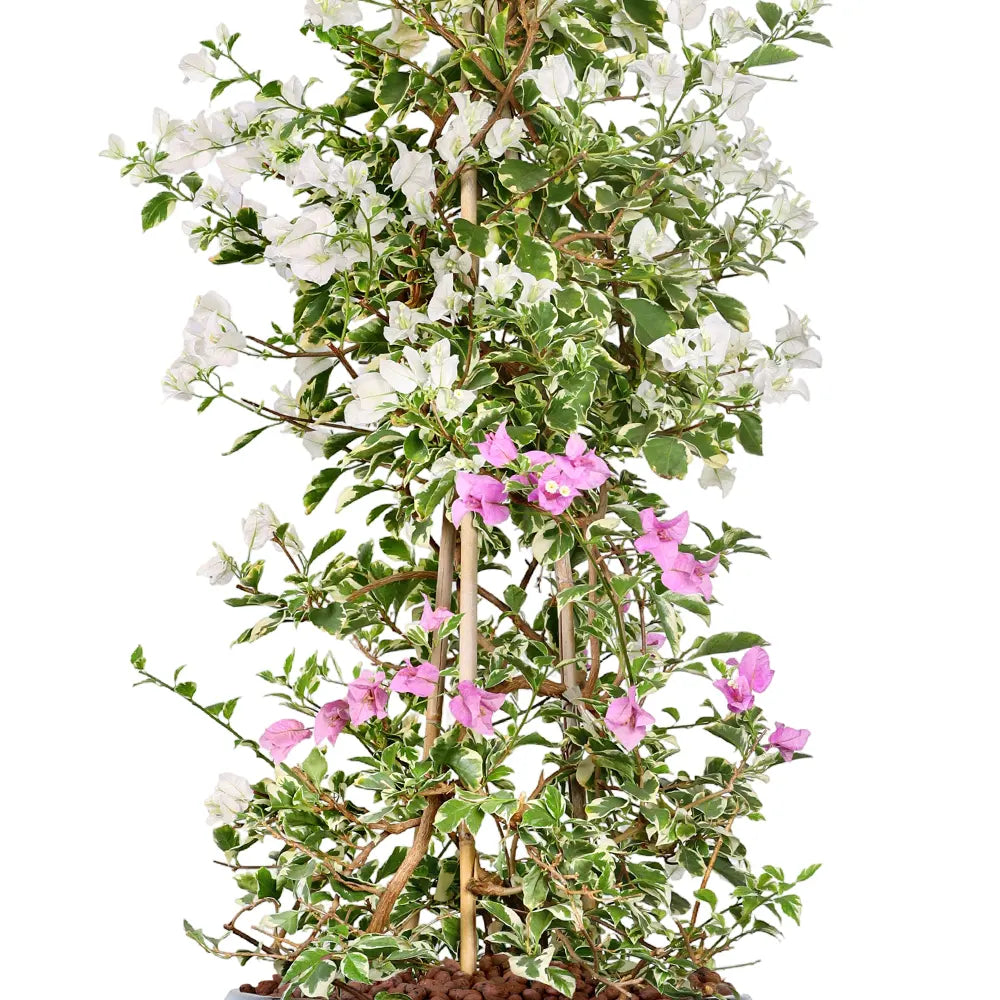 BOUGAINVILLE MANAROLA IN GRANDBERG TURQUOISE CERAMIC PLANTER