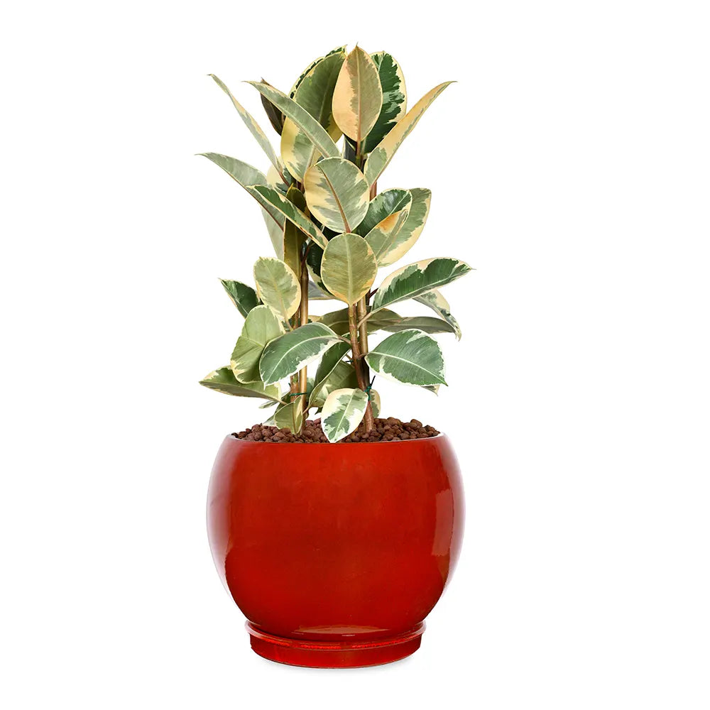 FICUS ELASTICA IN GRANDBERG RED CERAMIC PLANTER