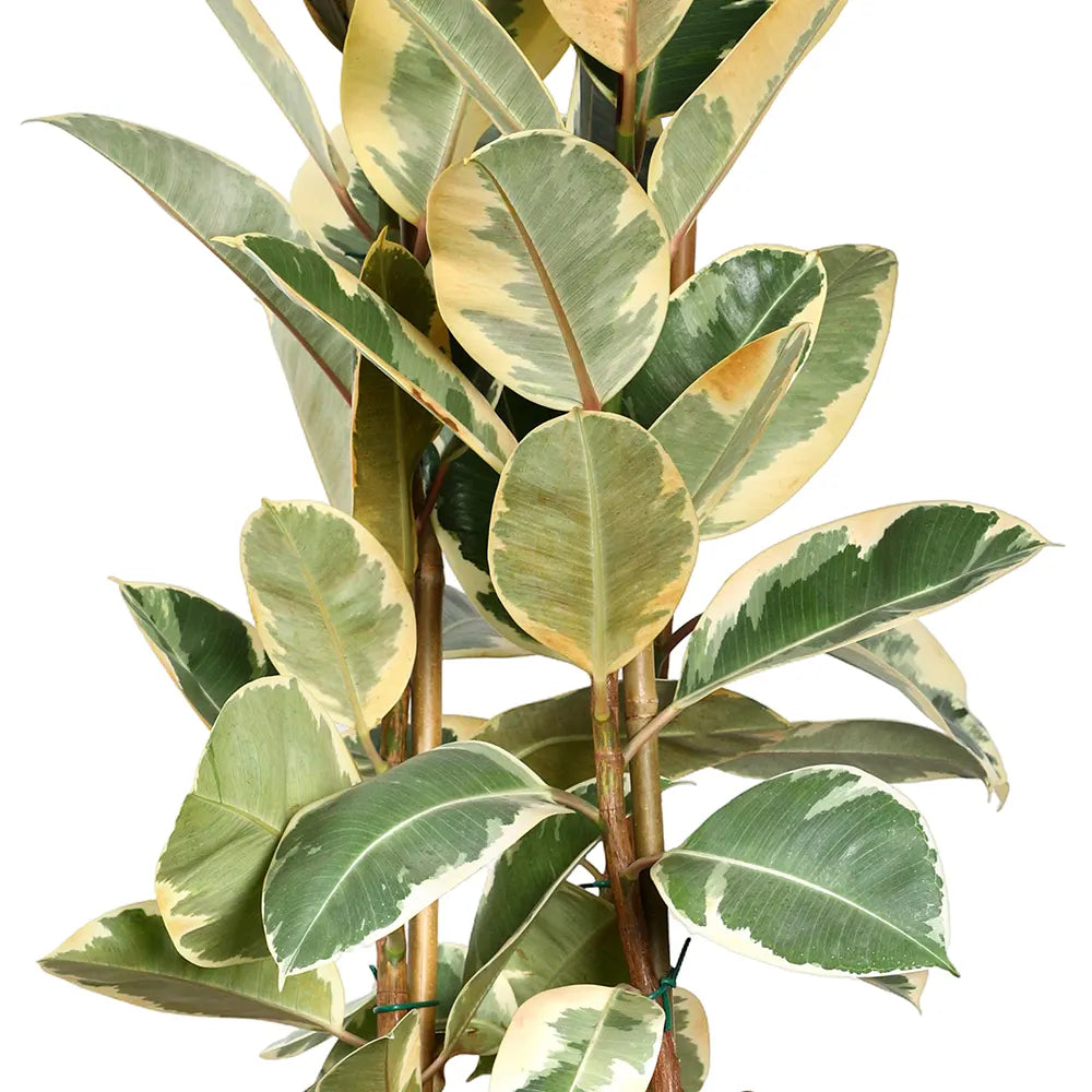 FICUS ELASTICA IN GRANDBERG RED CERAMIC PLANTER