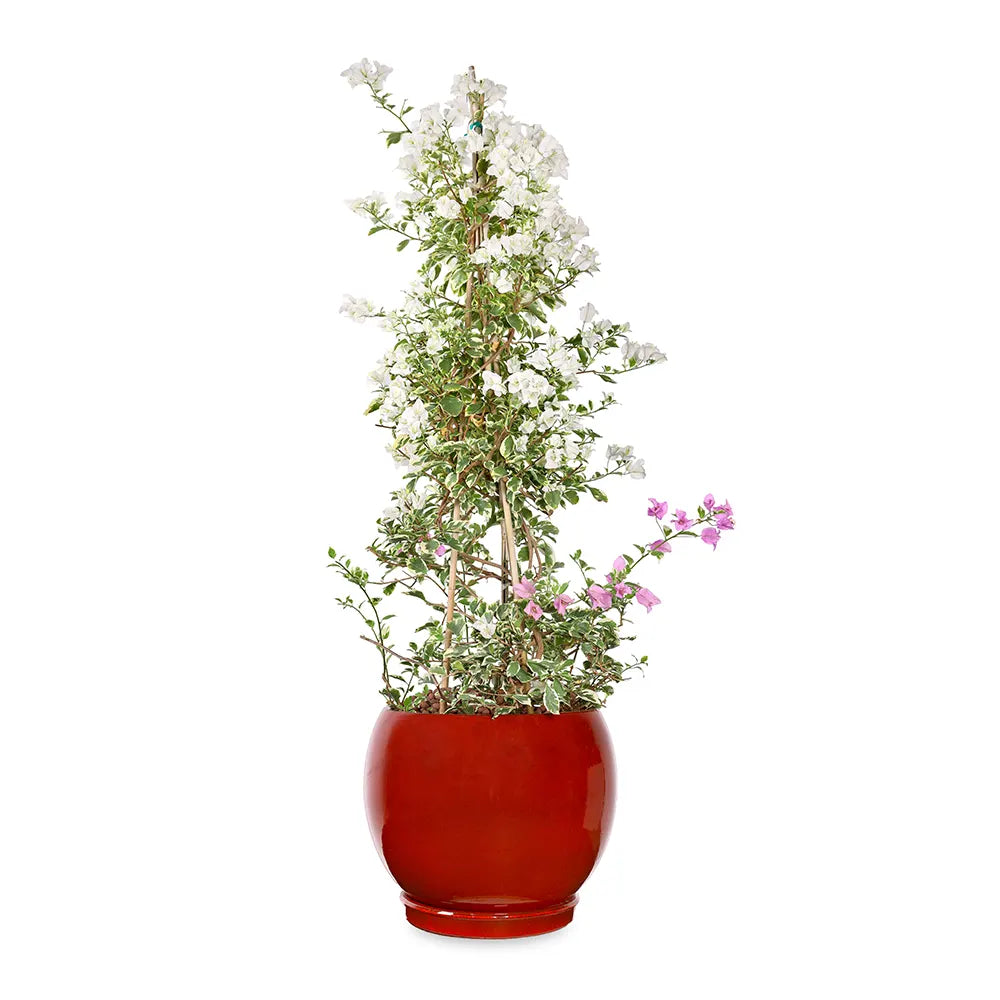 BOUGAINVILLE MANAROLA IN GRANDBERG RED CERAMIC PLANTER