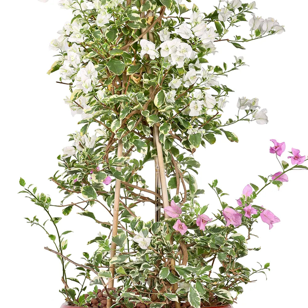 BOUGAINVILLE MANAROLA IN GRANDBERG RED CERAMIC PLANTER