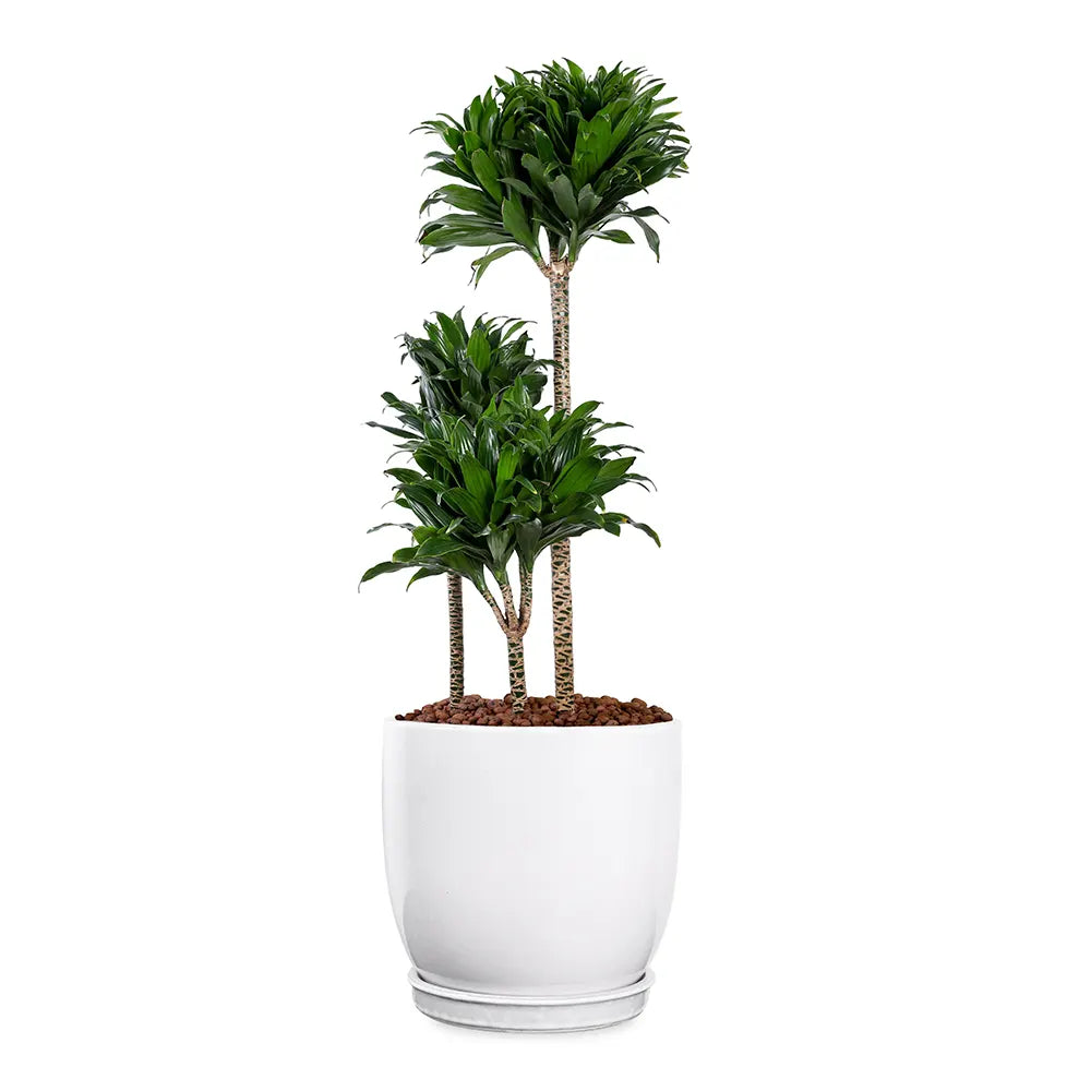 DRACAENA COMPACTA IN FARIA WHITE CERAMIC PLANTER