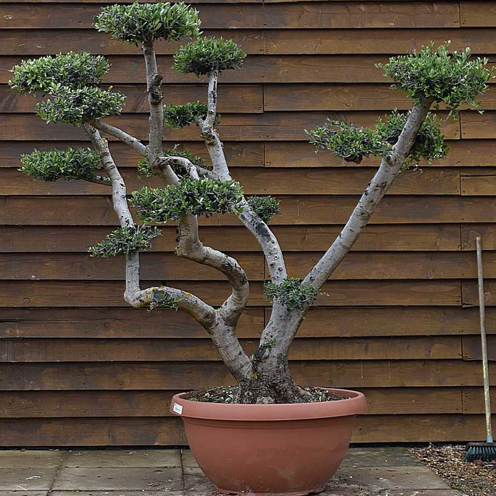 OLEA EUROPAEA BONSAI - شجرة زيتون بونساي