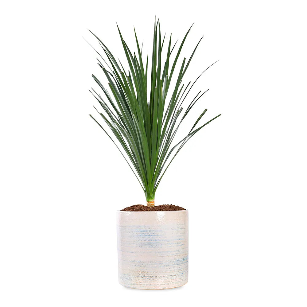 DRACAENA DRACO IN BLUE PLANTER