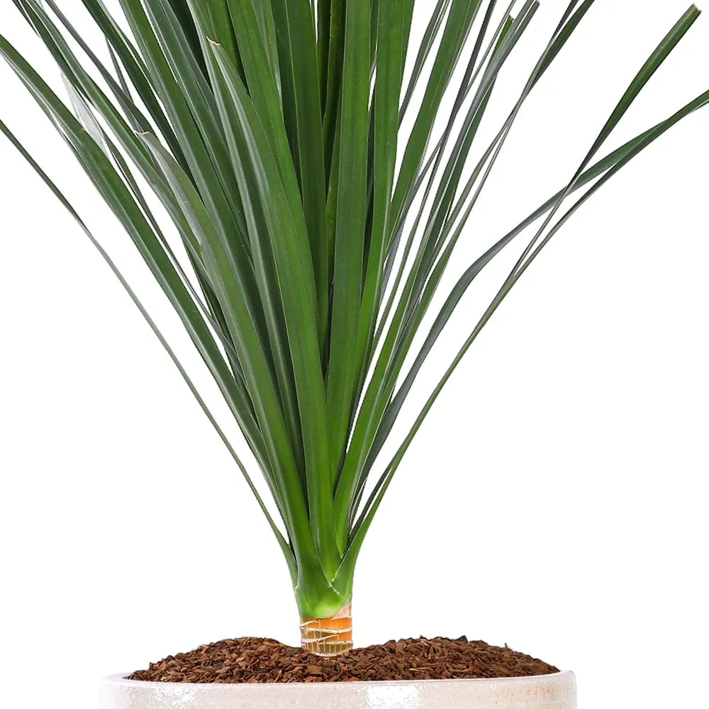DRACAENA DRACO IN BLUE PLANTER