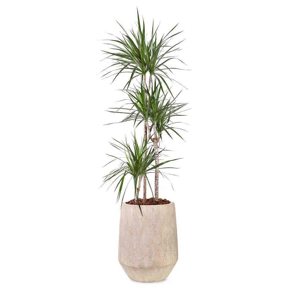 DRACAENA MARG IN BEIGE PLANTER