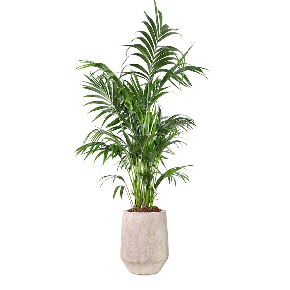 KENTIA IN BEIGE PLANTER
