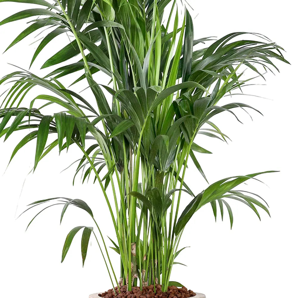 KENTIA IN BEIGE PLANTER
