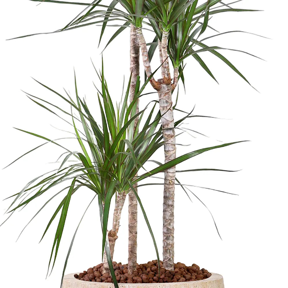 DRACAENA MARG IN BEIGE PLANTER
